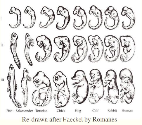 <p>embryos took the form of a less evolved version of the species/<span>the development of an animal from an embryo to an adult mirrors the evolution of that animal</span></p>