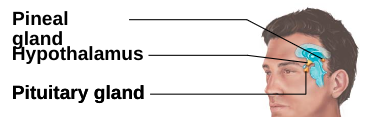 attached to hypothalamus through the __infundibulum__ (stalk); has two functional lobes