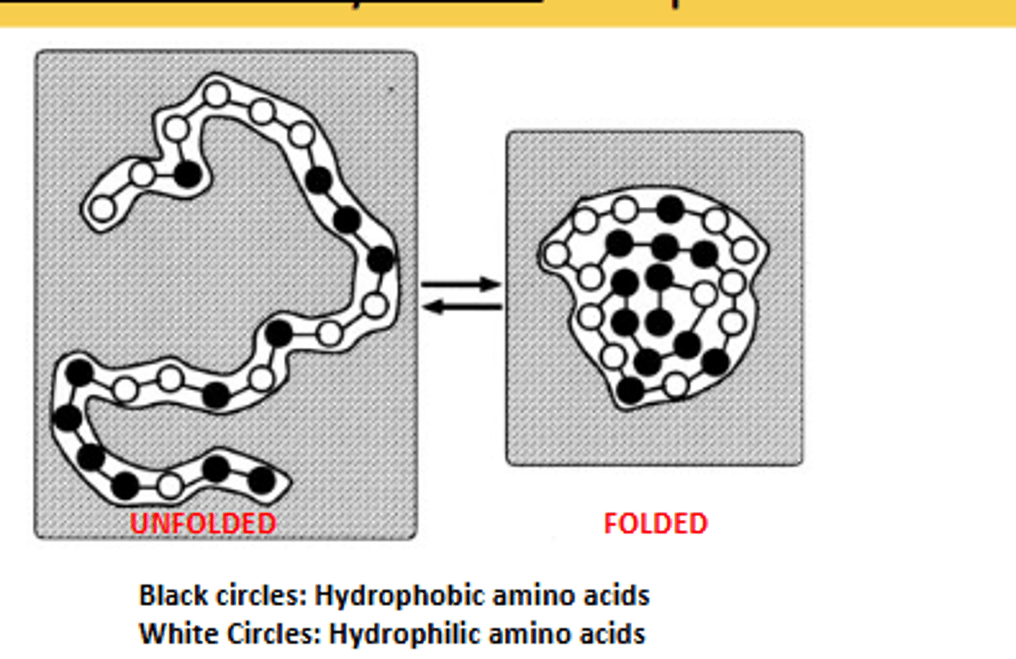 <p>Occurs as the hydrophobic amino acids collapse away from the water and into the interior of the tertiary structure of the protein.</p>