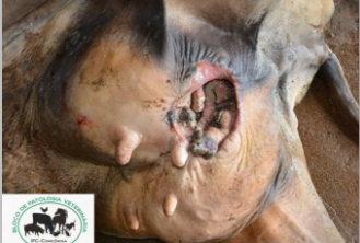 <p>Type of gangrenous necrosis and what are the features?</p>