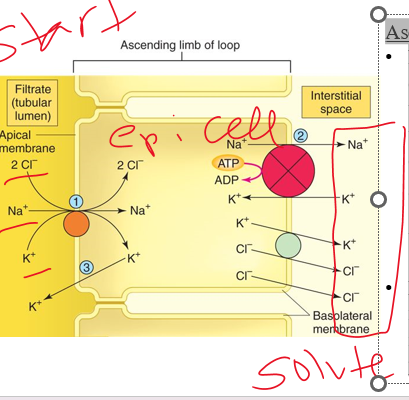 <p>Urine Concentration: The Countercurrent Multiplier System</p><p><u>Ascending loop</u>:</p><p>•Na+ moves across the epithelial cells of the thick portion of the tubule via the electrochemical gradient, this drives the secondary active transport of      and ___</p><p>•K+ diffuses back into filtrate, Na+ is pumped into interstitial fluid, Cl- passively follow</p><p>urea = solute</p>