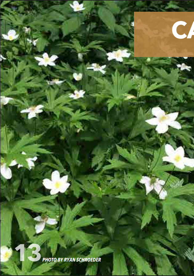 <p>Buttercup; Ranunculaceae</p>