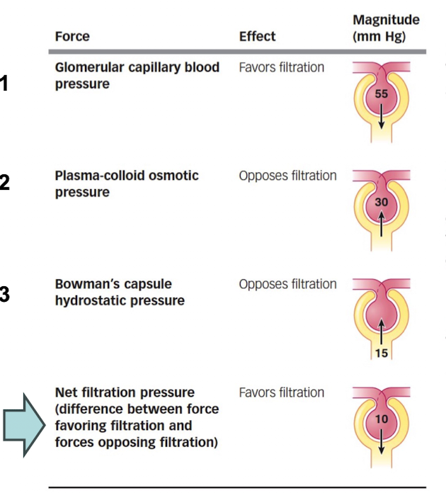 <p>The fluid pressure by the filtrate in Bowman’s capsule. </p><ul><li><p>Opposes filtration</p></li></ul><p></p>