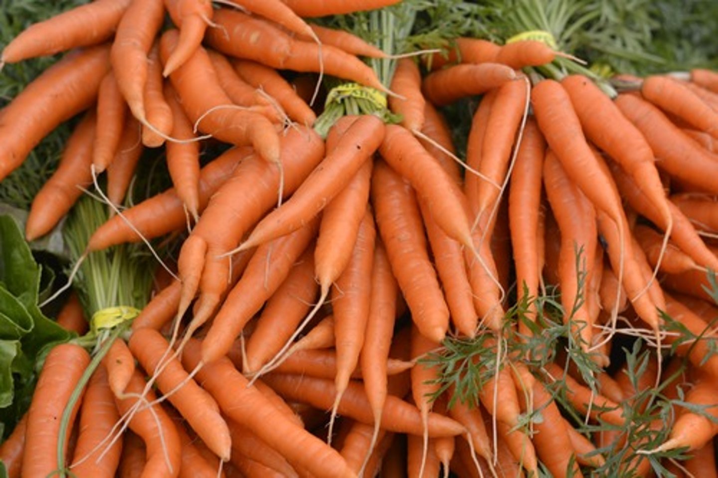 <p>What structures have been modified to store starch in carrots?</p>