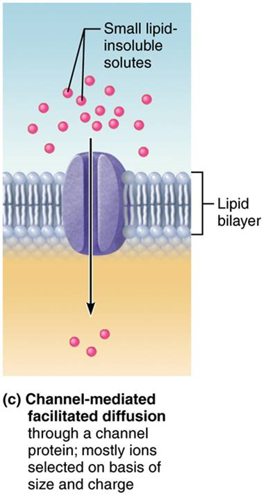<p>Movement of specific molecules across cell membranes through protein channels (ex. channel-mediated facilitated diffusion through a protein channel: ions selected based on size/charge)</p>