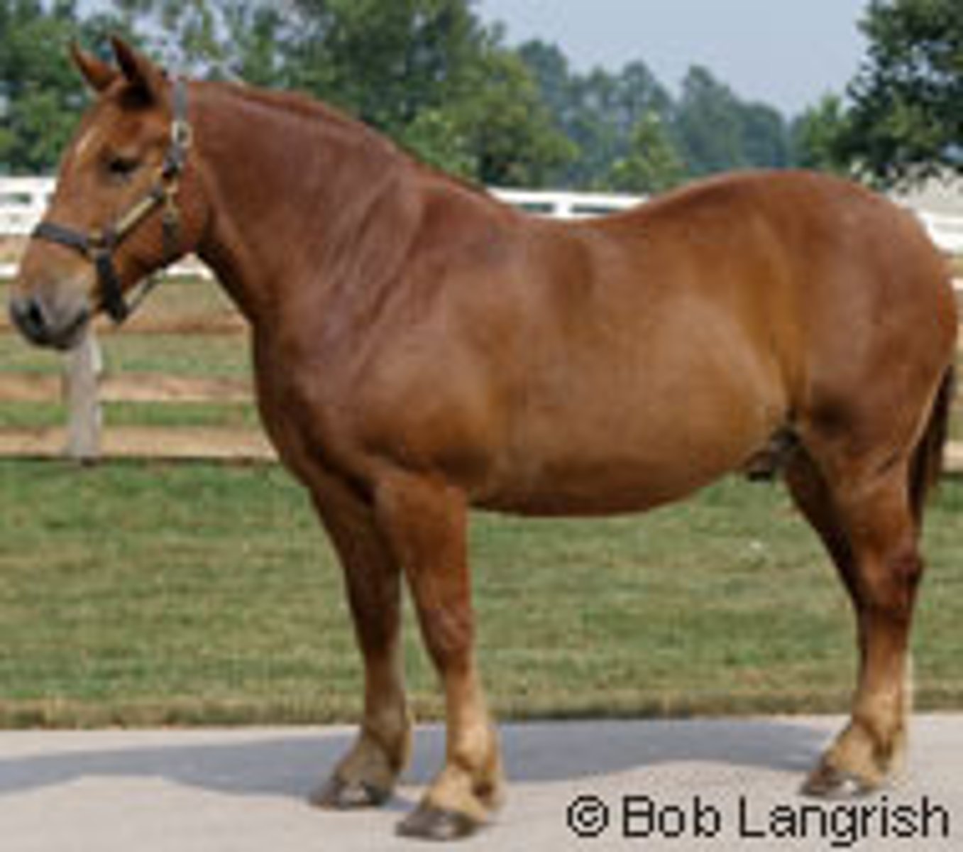 <p>this draft horse aka "Suffolk Punch/Sorrel"</p>