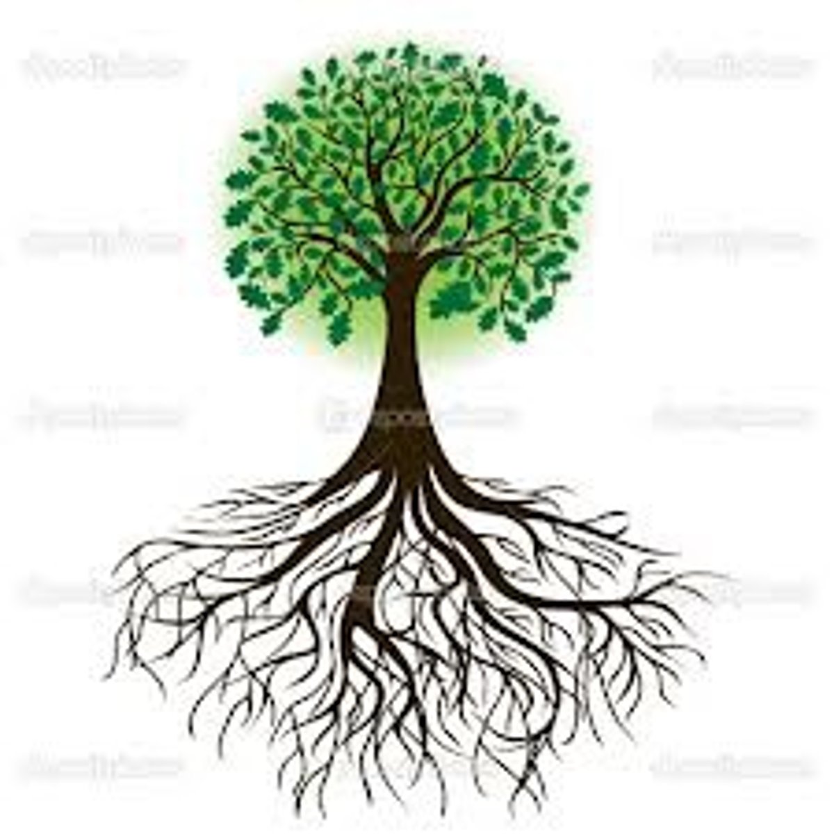 <p>anchors a plant and take water and nutrients from the soil</p>