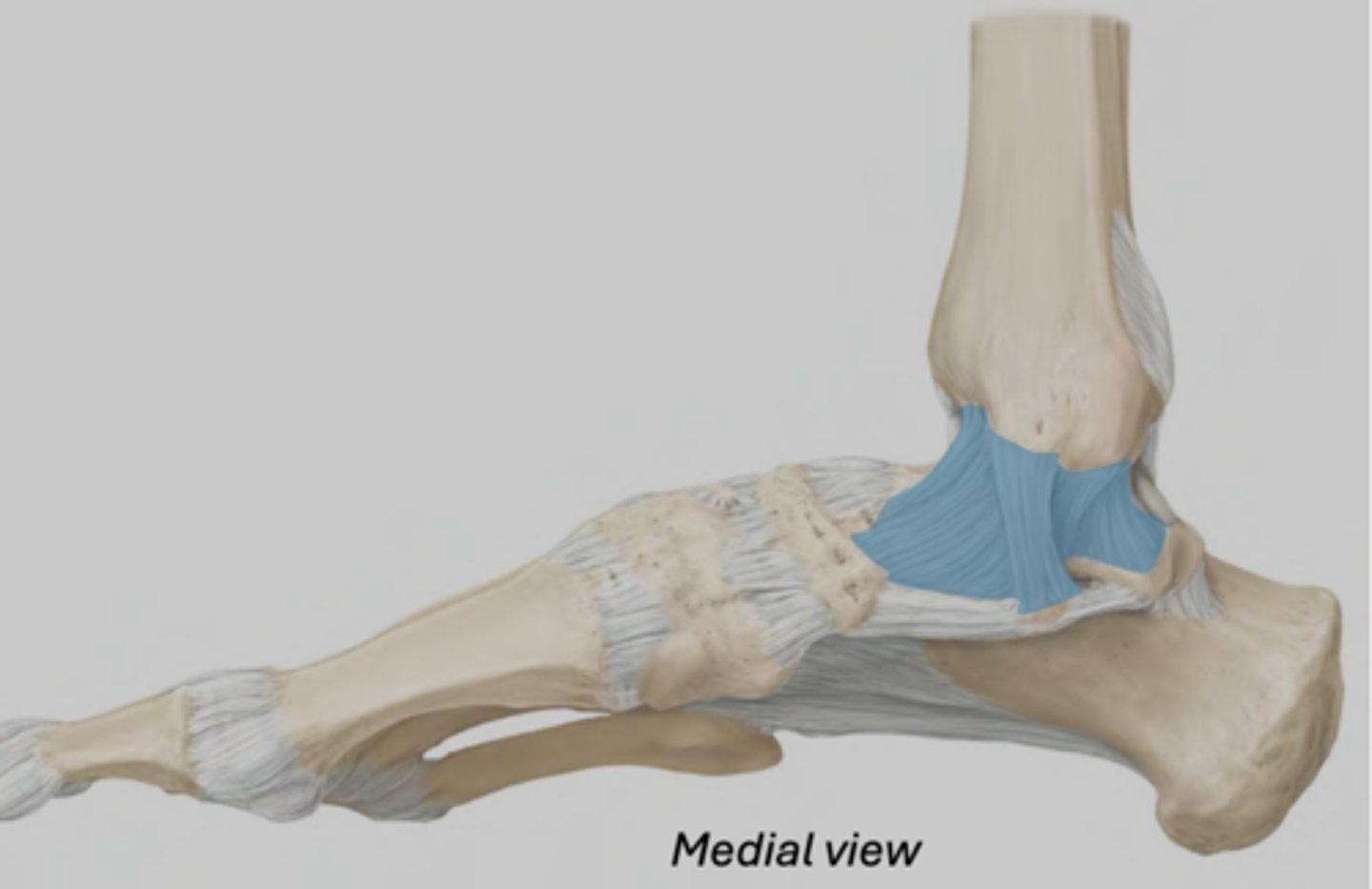 <p>Series of 4 ligaments attaching the medial malleolus to the talus, calcaneus, and navicular.</p><p>• Relatively strong</p><p>• Limits foot eversion</p><p>referred to as deltoid- triangle shape</p>