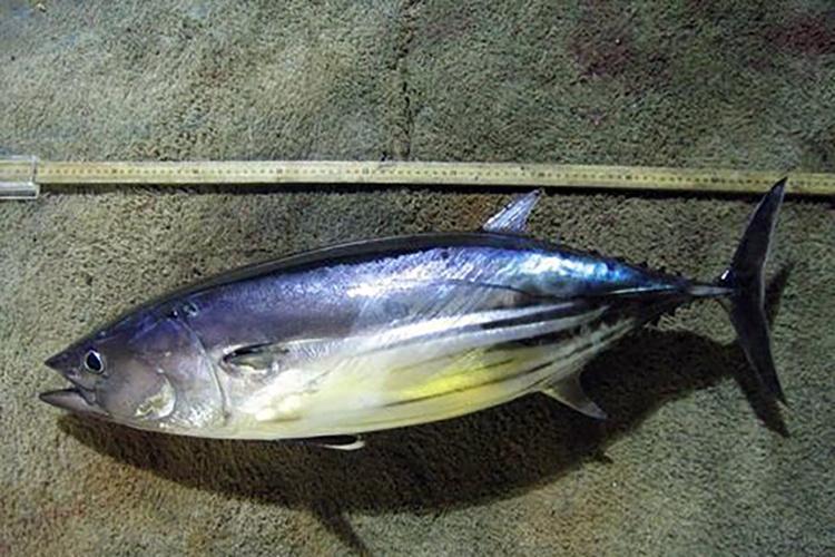 <p>lower side has 4-6 grayish stripes that may appear discontinuous or blotchy</p><p>dorsal fins separated by small interspace</p><p>bluish black dorsally and silvery below</p><p>upper scaleless area may have several oblique iridescent bands</p><p></p>