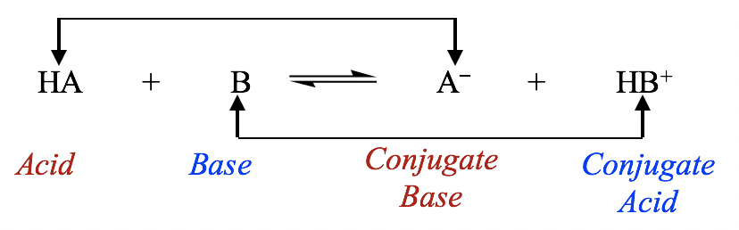 <ul><li><p>in each conjugate pair, the <strong>acid and base <mark data-color="yellow">differ from each other by a proton, H+ </mark></strong></p></li></ul><p>Conjugate acid-base pairs </p><ul><li><p>HA and A- </p></li><li><p>HB+ and B</p></li></ul><p>In the forward reaction </p><ul><li><p>HA is an acid as it donates a proton to B </p></li><li><p>B is a base as it accepts a proton from HA </p></li></ul><p>In the backward reaction </p><ul><li><p>HB+ is an acid as it donates a proton to A- </p></li><li><p>A- is a base since it accepts a proton from HB+ </p></li></ul><p></p>