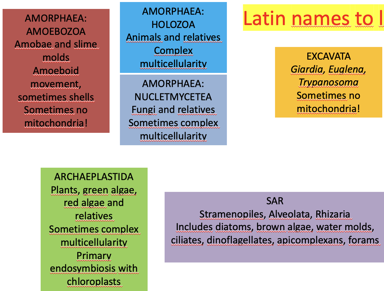 <ul><li><p>Excavata</p><ul><li><p>Euglena</p></li><li><p>Giardia</p></li></ul></li><li><p>SAR</p><ul><li><p>Diatoms</p></li><li><p>Dinoflagellates</p></li></ul></li><li><p>Archeaplastida</p><ul><li><p>Plants</p></li><li><p>green + red algae</p></li></ul></li><li><p>Amorphea</p><ul><li><p>Amoebozoa: amoeba, slime molds</p></li><li><p>Holozoa: animals, relatives</p></li><li><p>Nucletmycetea: fungi, relatives</p></li></ul></li></ul>