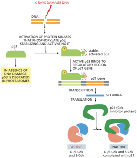 <p>The initiation of DNA replication takes place in two steps.  describe what happens?</p>