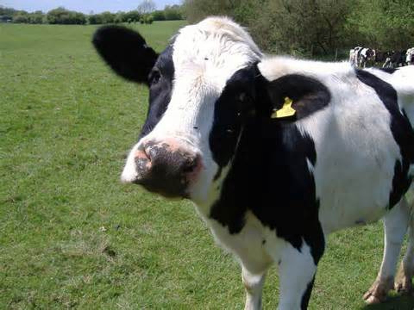 <p>cow</p>