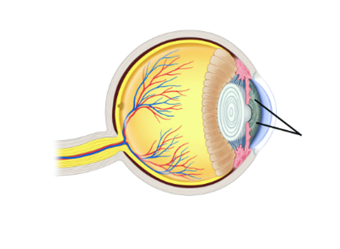 <p>Identify structure.</p>