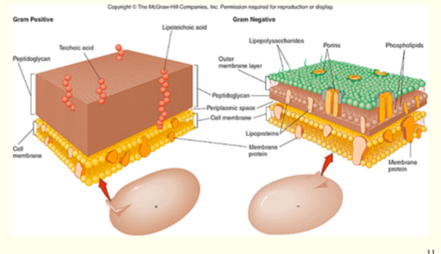 <p>G+ = Uppbyggt av ett tjockt och starkt lager peptidoglykan samt LTA<br><br>G- = Uppbyggt av ett tunt lager peptidoglykan mellan två lipidmembran samt LPS</p>
