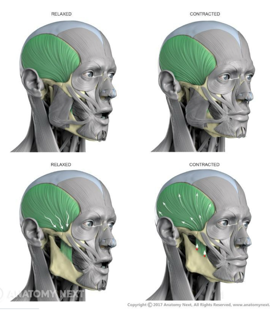 <p>What is this muscle?</p>