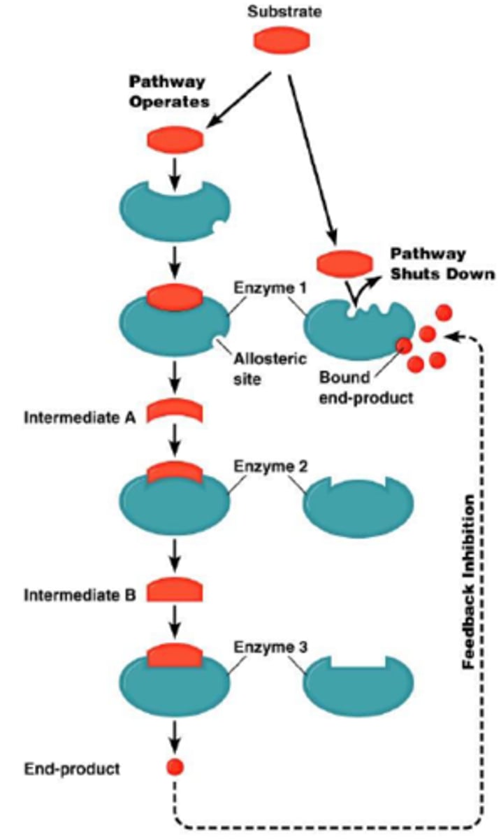 <p>A method of metabolic control in which the end product of a metabolic pathway acts as an inhibitor of an enzyme within that pathway.</p>