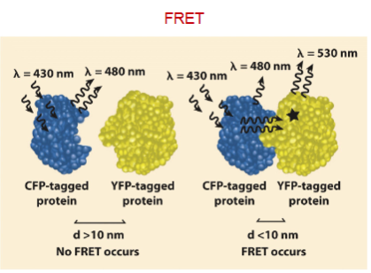 <p>You emit at only wavelength but express a highter wavelenth due to the first protein binding with other protein that leads to transfer of energey and emits at higher template</p>