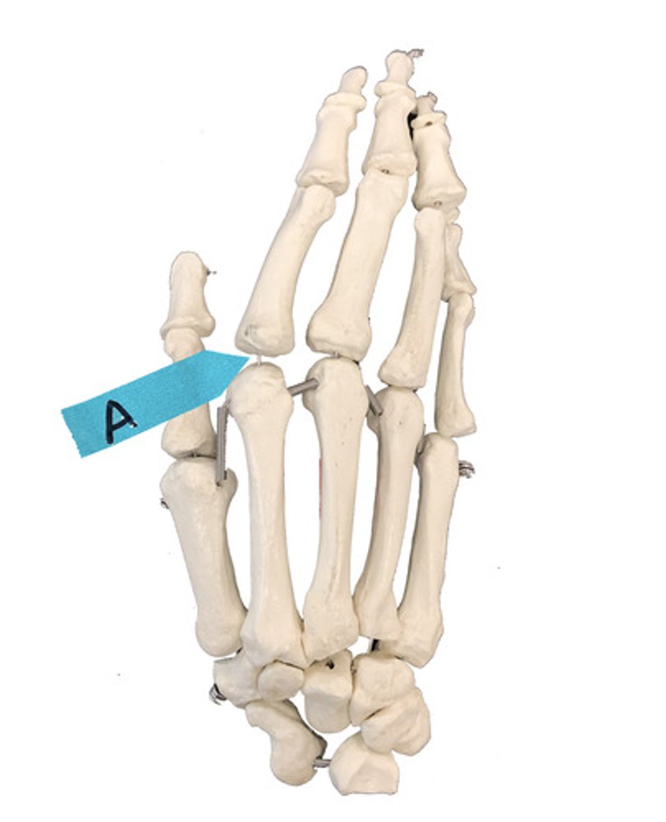 <p>Identify the joint.</p>
