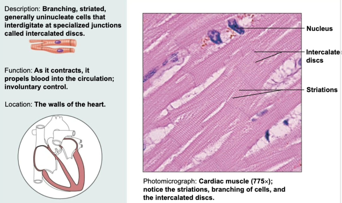 <p>Branching, striated, generally uninucleate cells that interdigitate at specialized junctions. Functions to contract and propel blood into circulation involuntarily.</p>