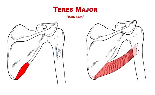 <p>Actions: Teres Major</p>
