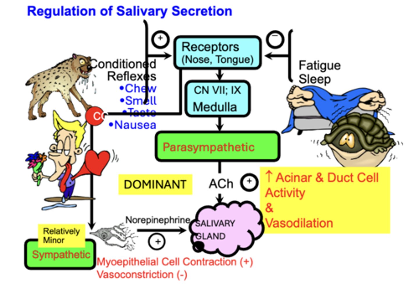 <p>1. ANS</p><p>2. GI peptides</p><p>3. Physiological inhibitors</p><p>4. Physiological stimulators</p>