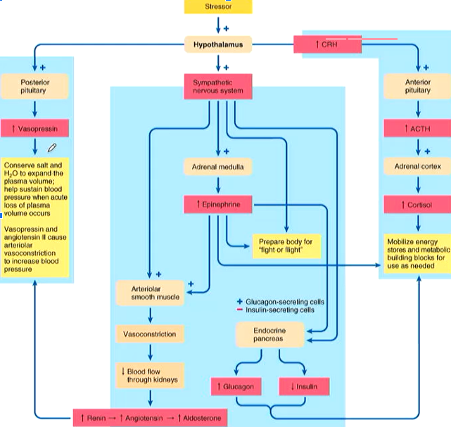 The hypothalamus receives input from the periphery and central nervous system

\
Upon receiving input about a stressor the hypothalamus:

→ activates the sympathetic nervous system

→ secretes CRH to stimulate ACTH and cortisol release

→ triggers the release of vasopressin 