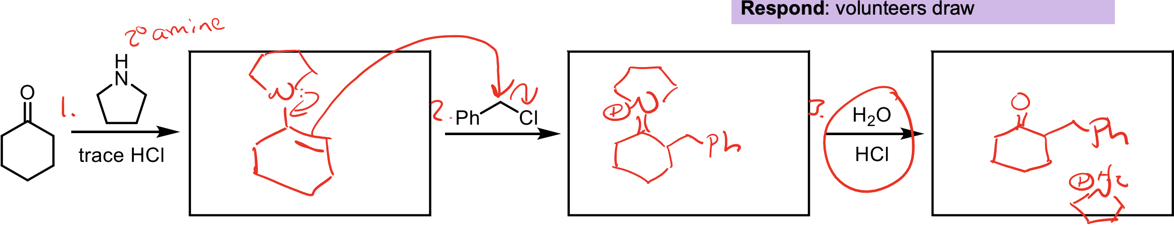 <p>Enamines can be used as nucleophiles. You can add an enamine to a ketone by using an amine with two R groups (like the one shown) and HCl. </p><p>Then you react in a second step with the 1° alkyl halide to add carbons. </p><p>Then you can reduce it back to a ketone with H2O and HCl</p><ul><li><p>Three Steps to add carbons to a ketone.&nbsp;</p></li></ul><p></p>