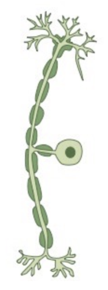 <p><span style="background-color: transparent;"><span>A nerve cell that carries sensory information to the central nervous system</span></span></p>