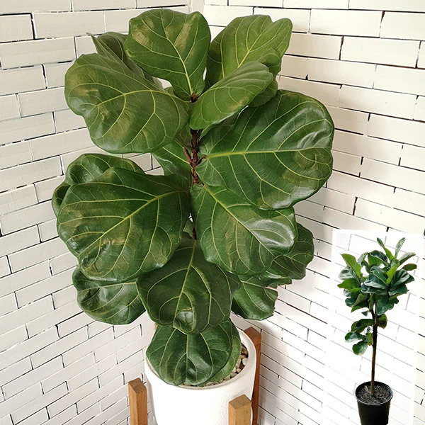 <p>Fiddle Leaf Fig</p>