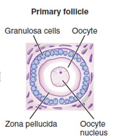 <p><mark data-color="yellow">Female reproductive cycle: follicle maturation</mark></p><p>Can you label, describe and explain what this diagram is/shows?</p>