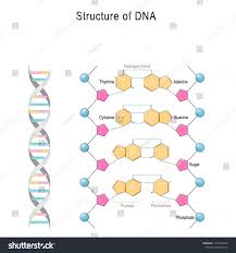 <p><span style="background-color: transparent;"><span>identify the following:</span></span></p>