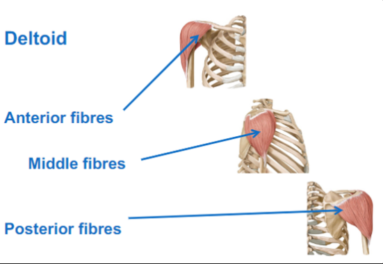 <ul><li><p>Deltoid</p></li><li><p>Anterior fibres: does shoulder flexion, internal rotation</p></li><li><p>Middle fibres: does abduction, supraspinatus initiates the movement</p></li><li><p>Posterior fibres: shoulder extension, external rotation</p></li></ul>