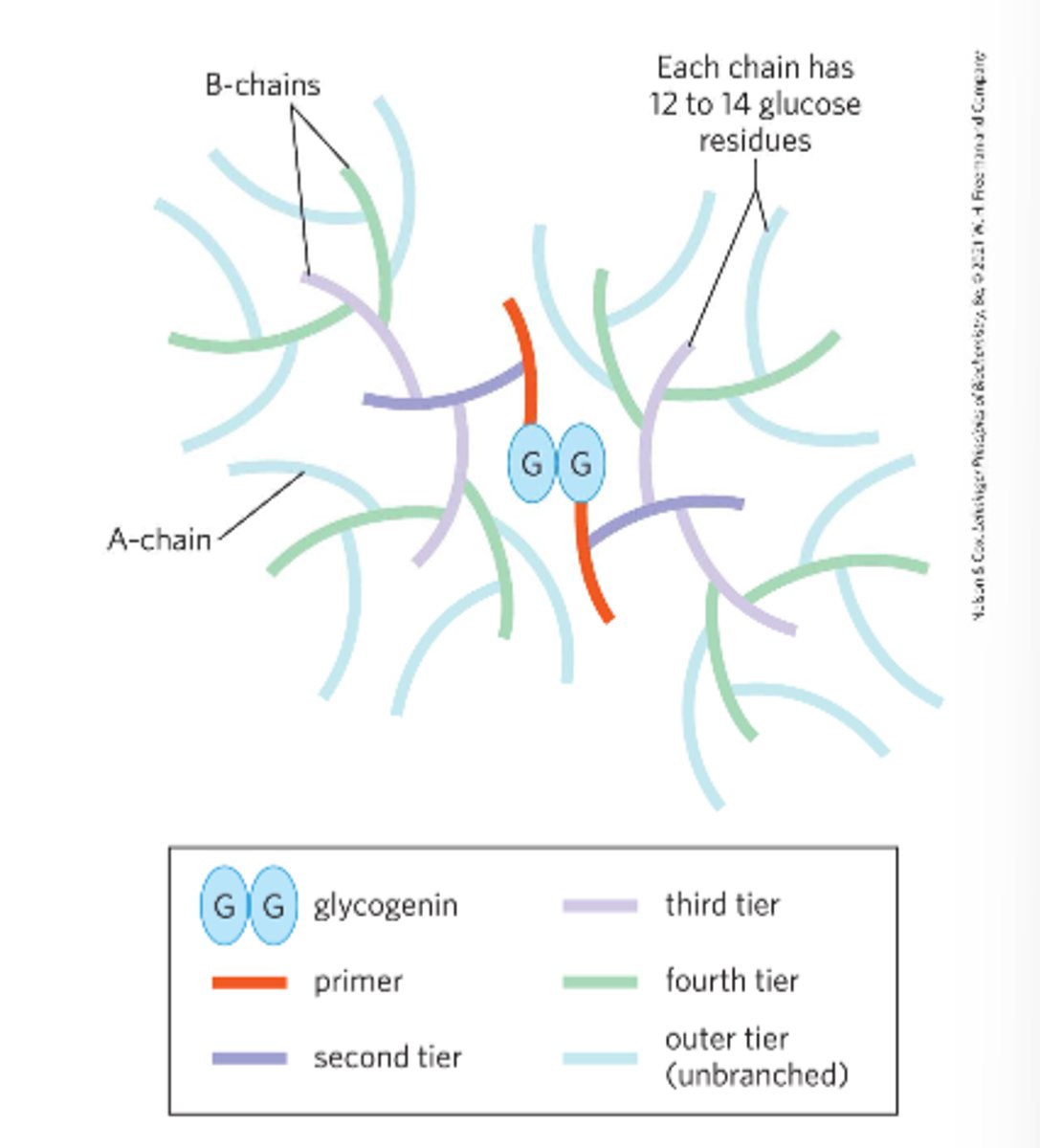 <p>glycoprotein glycogen primer for chain formation<br>-required for glycogen synthesis<br>-the first few glucose molecules attach to glycogenin</p>