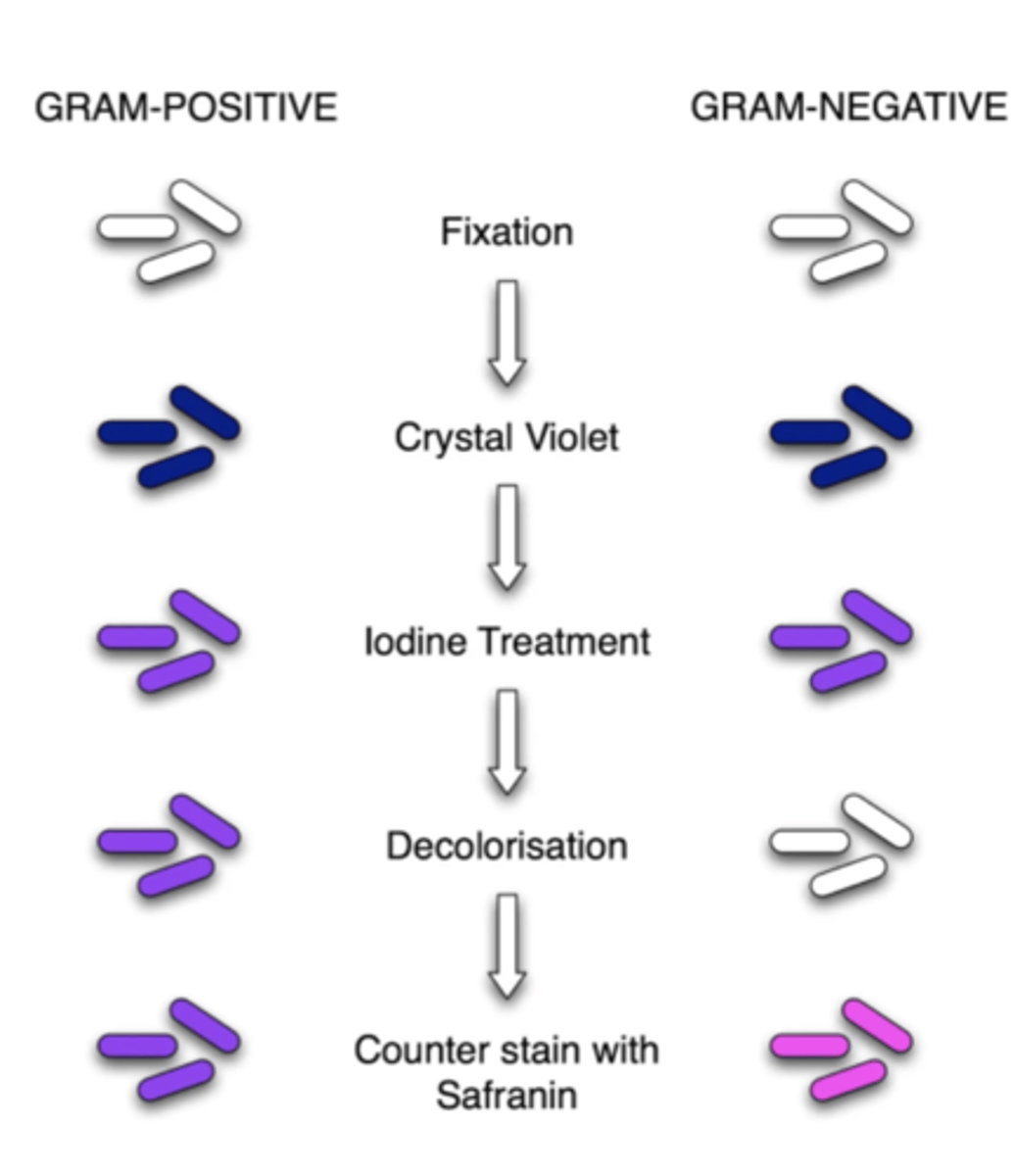 <p>1. crystal violet dye stains all cells purple</p><p>2. iodine solution is added to form a crystal violet-iodine complex; all cells continue to appear purple</p><p>3. organic solvent extracts the purple dye/iodine complex from the lipid-rich, thin-walled, gram-negative bacteria to a greater degree than from the lipid-poor, thick-walled, gram positive bacteria</p><p>4. red dye (safranin) stains the decolorized gram-negative cells red/pink; the gram-positive cells remain purple</p>