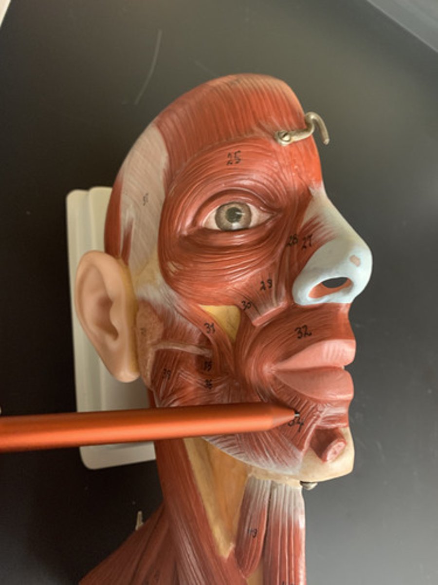 <p>O: mandible</p><p>I: skin of lower lip</p><p>A: depresses lower lip</p><p></p>