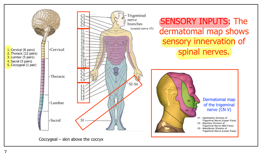 <p><strong>Only particular area of skin</strong>, not the entire skin.</p>