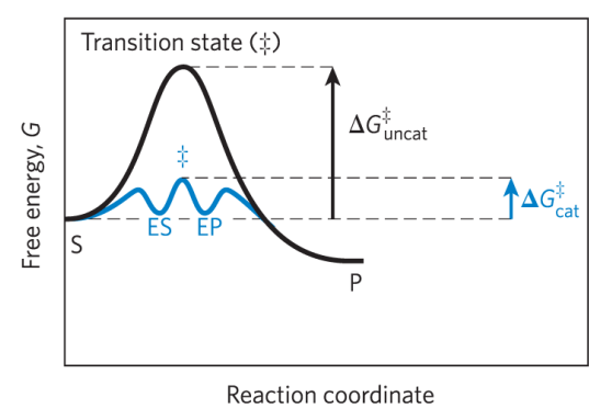 <p>any species on the reaction pathway that has a finite chemical lifetime – example: ES and EP complexes</p>