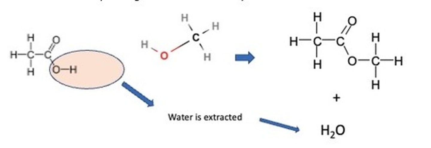 <p>Esters can be made by reacting carboxylic acids with alcohols. A chemical which can extract the water is concentrated sulfuric acid</p>