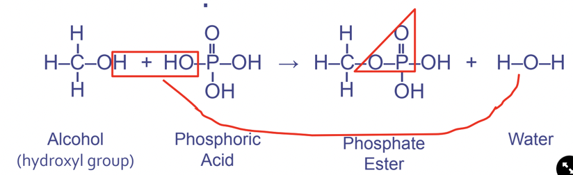 <p>Between hydroxyl and phosphate functional groups</p><ul><li><p>Used in phospholipids and nucleic acid (instructs cells, DNA &amp; RNA) Forms the pattern OPO</p></li></ul>