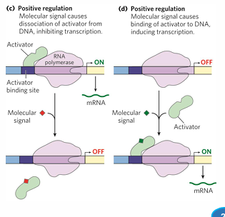 <p>genes with weak promoters may need activators</p><p><strong>activators </strong>= enhance RNA poly-promoter interaction</p><p><strong>activator binding sites, effectors</strong></p>