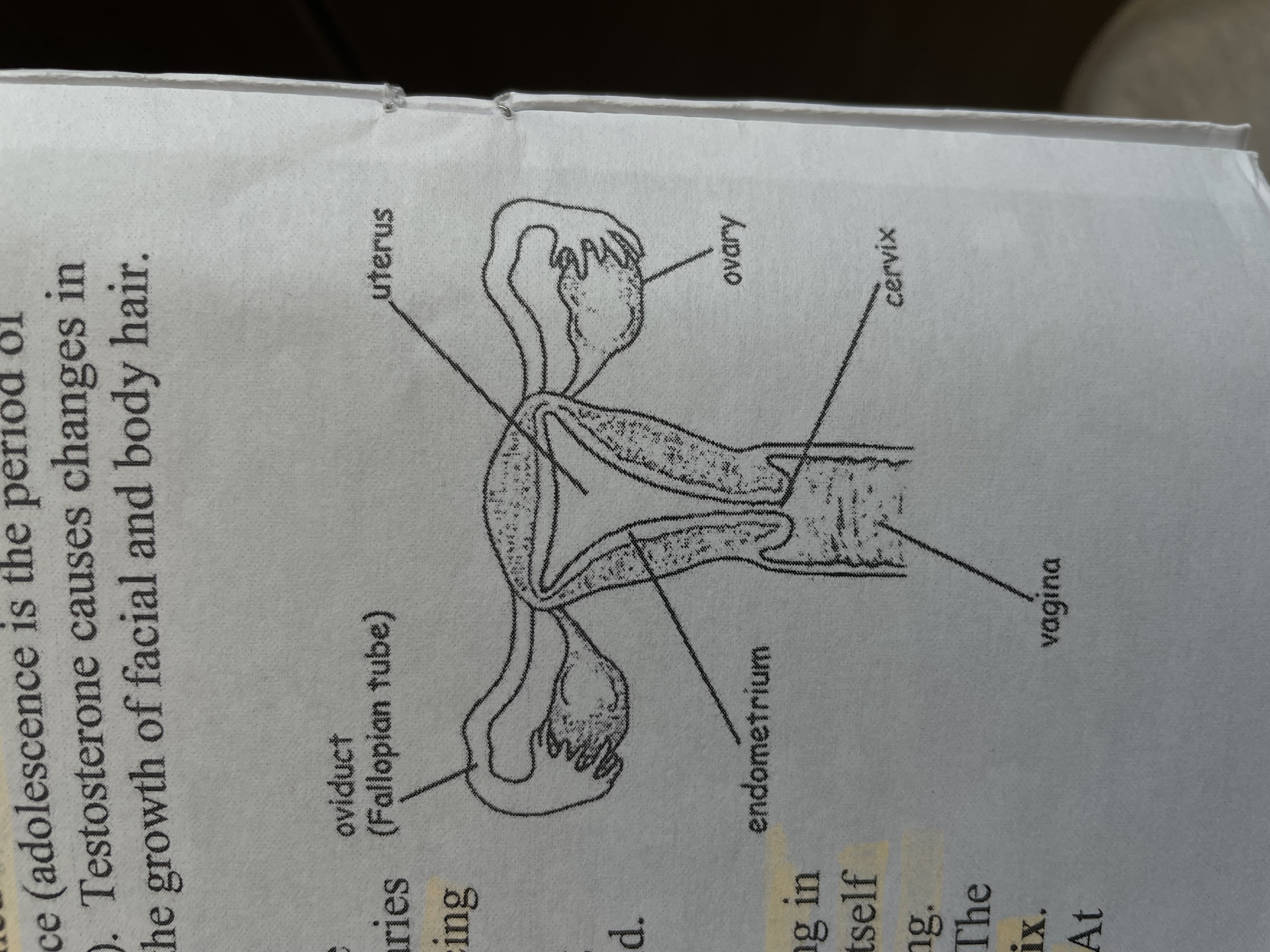 <p>SHORT ANSWER</p><p>Female reproductive structure</p>