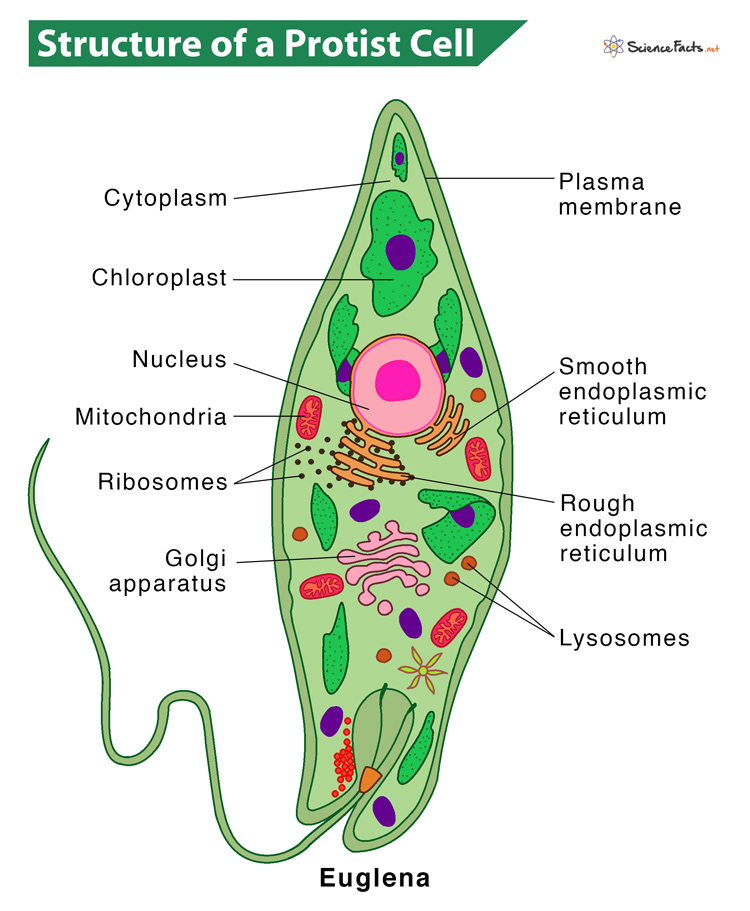 <p>Simple, primitive animals consisting of a single cell, often found in water and soil, and include groups like amoeba and flagellates.</p>