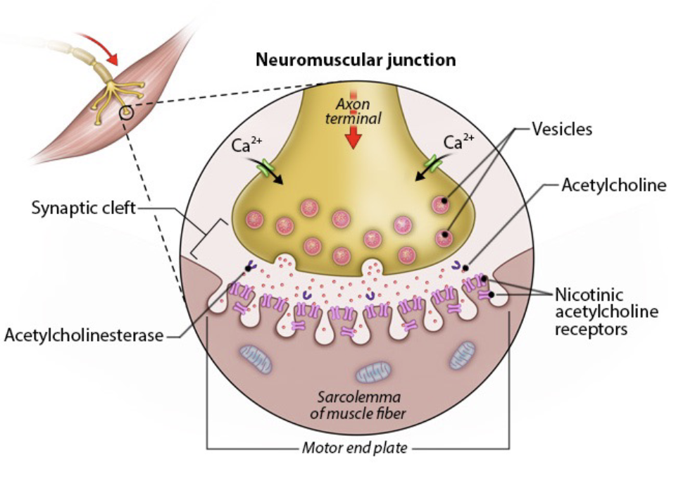 <p>specialized synapse between the somatic (α) motor neuron’s nerve terminal and the motor end plate of the skeletal muscle cell</p>