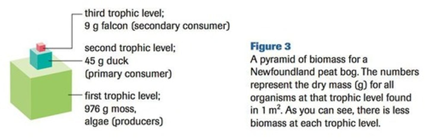 <p>Type of ecological pyramid that represents the amount of energy at each trophic level.</p>
