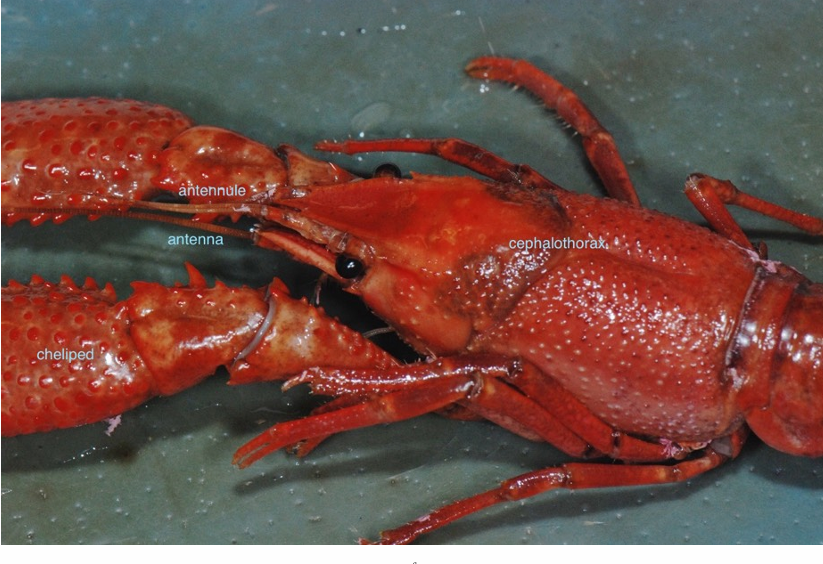 <p>Name the phylum and class of this creature.</p><p>Class hint: Mala___</p>