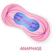 <p>centromeres divide and microtubules attached to kinetochores pull sister chromatids apart and to opposite poles</p>