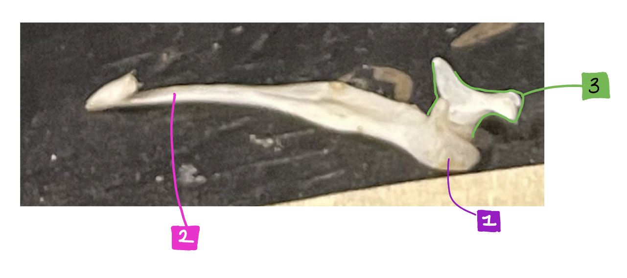 What feature of the bird skull is #3?