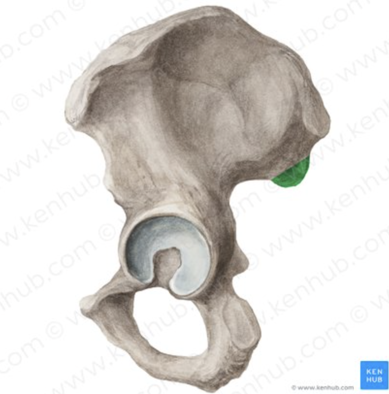 <p>the bottom back facing bump</p>