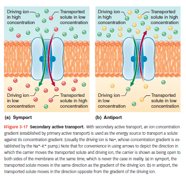<ul><li><p class=""><strong>Bruger Na⁺-gradienten</strong> som energikilde.</p></li><li><p class="">To typer:</p><ul><li><p class=""><strong>Symport</strong>: begge stoffer i samme retning (fx Na⁺ og glukose ind).</p></li><li><p class=""><strong>Antiport</strong>: stoffer i hver sin retning (fx Na⁺ ind, H⁺ ud).</p></li></ul></li><li><p class="">Eksempel: <strong>SGLT</strong> i tarm og nyre – bringer glukose ind sammen med Na⁺.</p></li></ul><p></p>